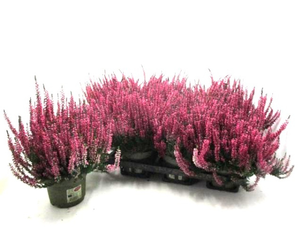 Calluna vulg. pink