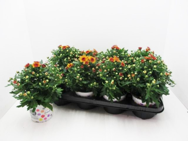 Chrysanthemum 'Red Bicolor'
