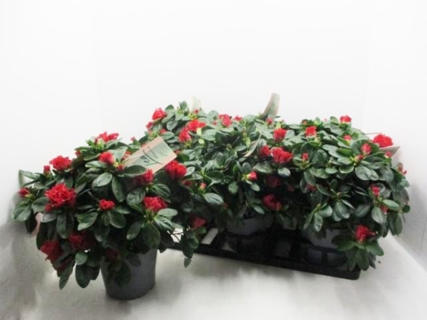 Azaleen "Lea" 22-25 cm rot