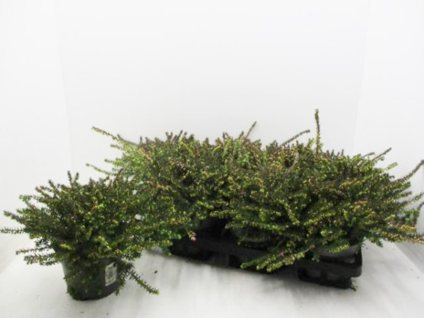 Erica darl. rot