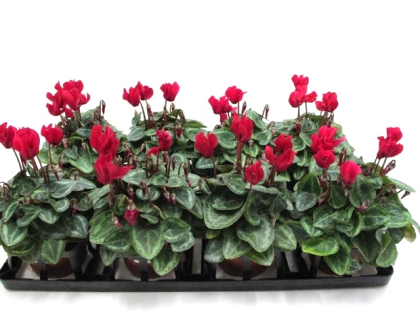 Cyclamen pers. midi rot