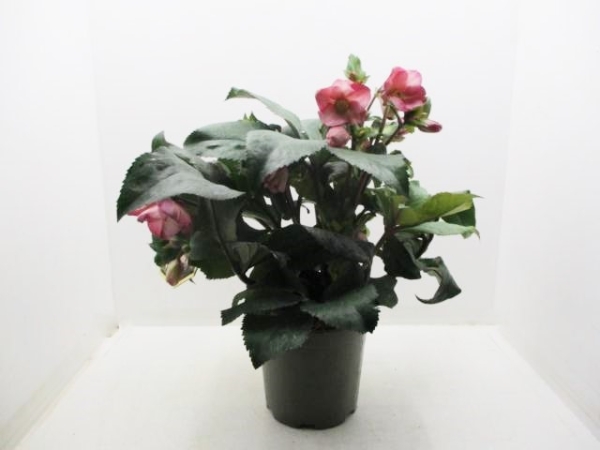 Helleborus "Ice 'n Roses" rosa