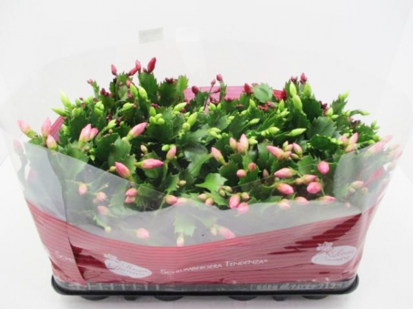 Schlumbergera  midi Mix