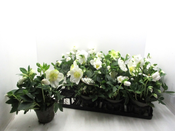 Helleborus niger HGC "Wintergold"