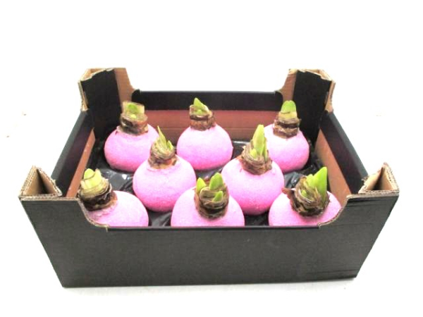 Wachsamaryllis  Glitter rosa