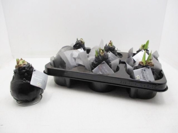 Waxz Amaryllis schwarz