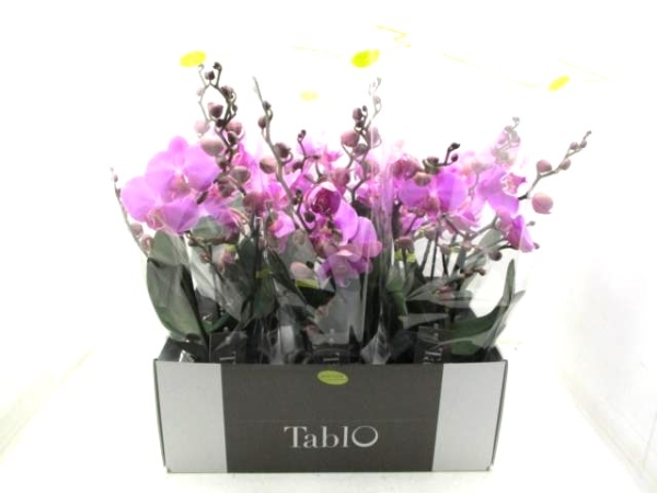 Phalaenopsis "Tablo" 2 Rispen pink
