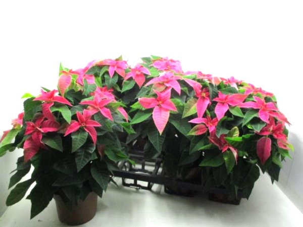 Poinsettia "Princettia" pink