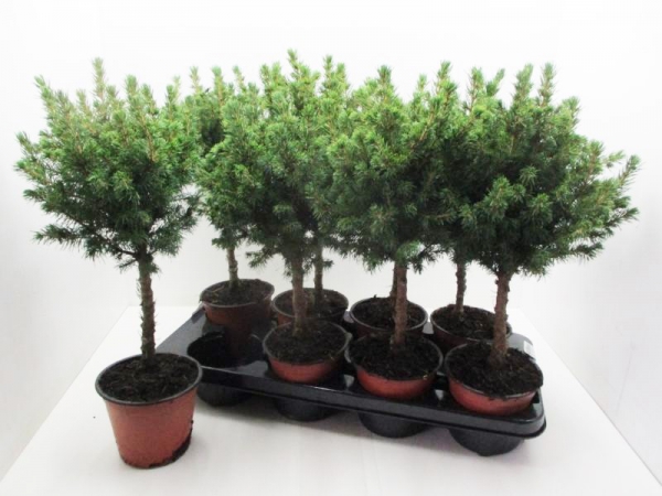 Picea glauca Stämmchen