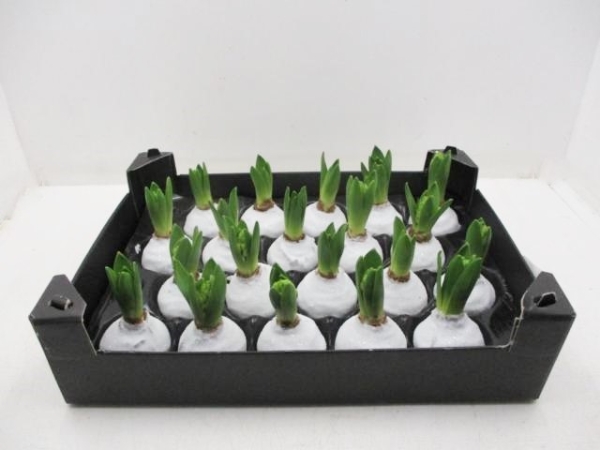 Wachs-Hyazinthe weiß