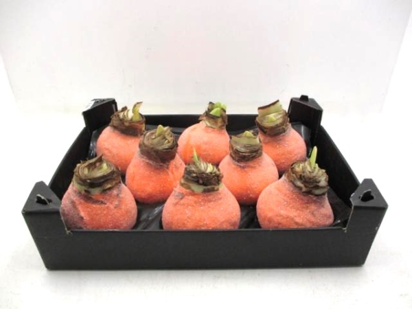 Wachsamaryllis Glitter orange