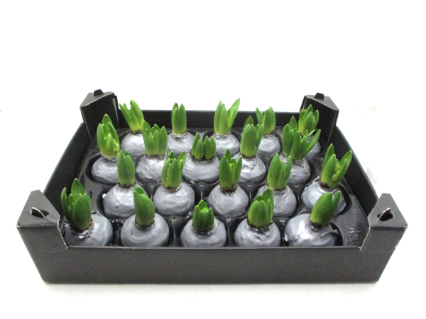 Wachs-Hyazinthe silber