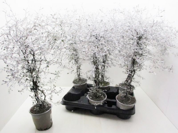 Corokia gefärbt weiß