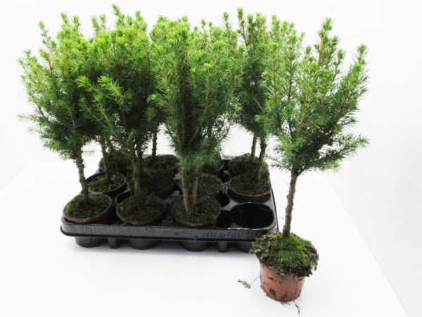 Picea glauca Stämmchen