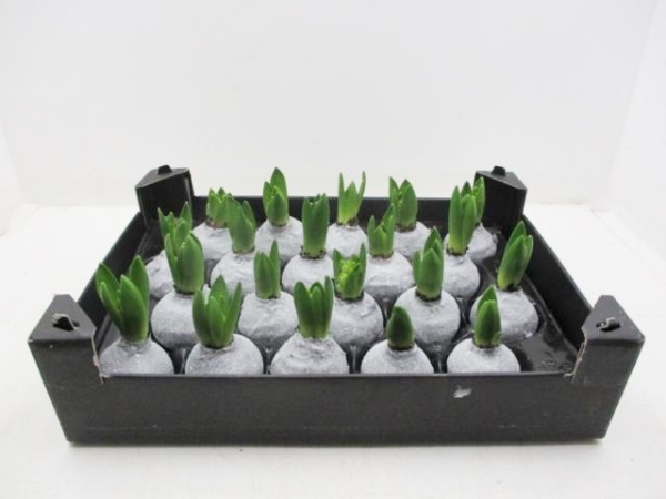 Wachs-Hyazinthe  Glitzer silber