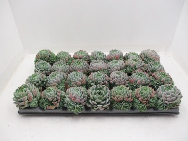 Mini Echeveria Ballenware