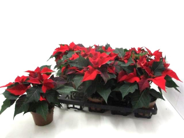 Poinsettia  midi rot