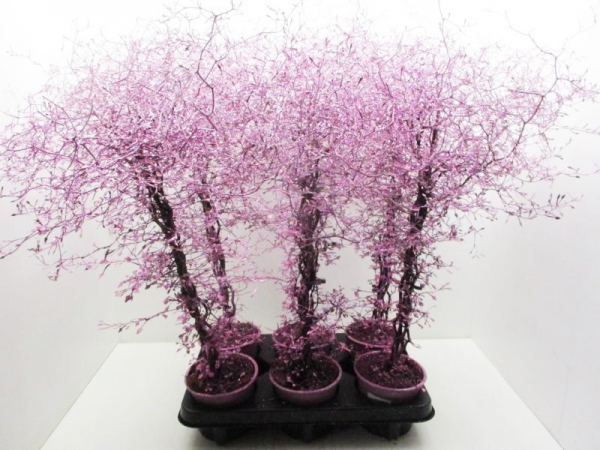 Corokia gefärbt rosa + Glitter