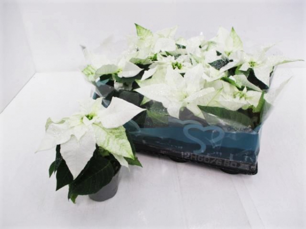 Mini Poinsettia weiß Silberglitzer