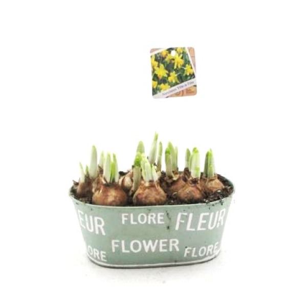 Narzissen in Blechschale grün