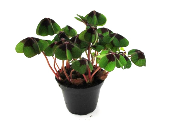 Klee ungeschmückt 7 cm