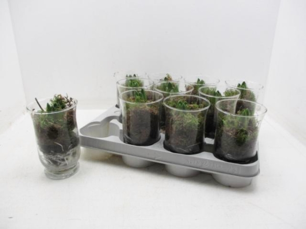 Hyazinthe im Glas blau