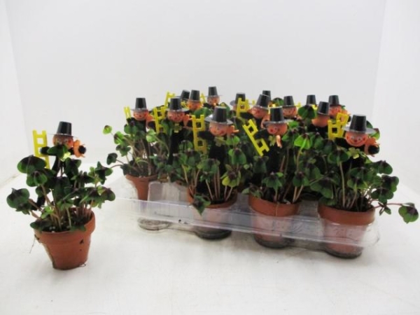 Klee in Tontopf + Schornsteinfeger