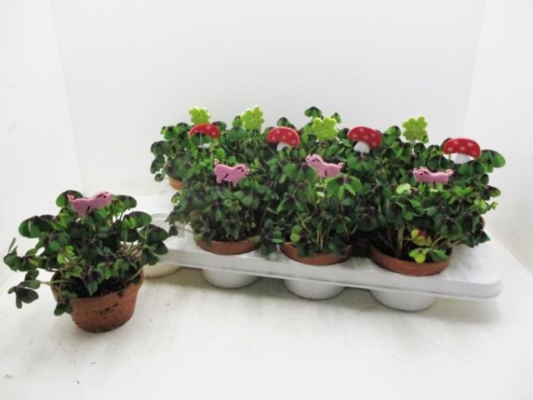 Klee in Gärtnerschale + Filzstecker