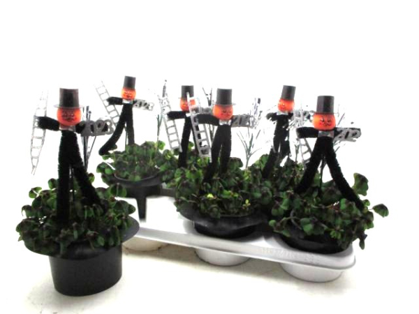 Klee in Zylinder + 2 Stecker