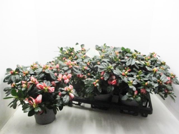 Azaleen "Lea" 22-25 cm orangeweiß