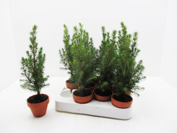Mini Picea gl. Tontopf