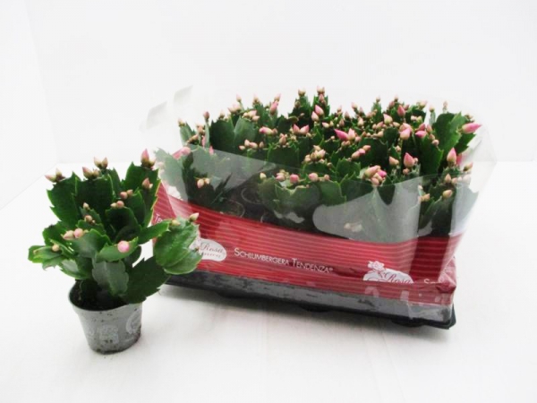 Mini Schlumbergera rosa