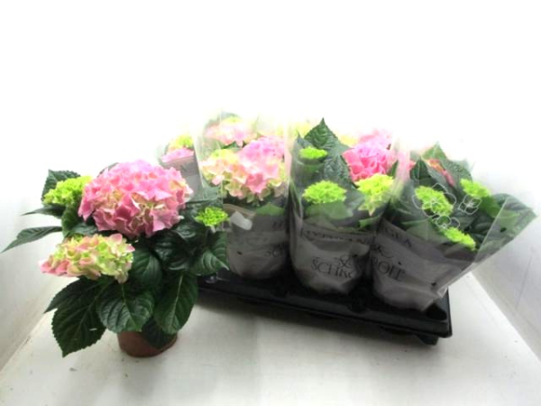 Hydrangea macr. rosa