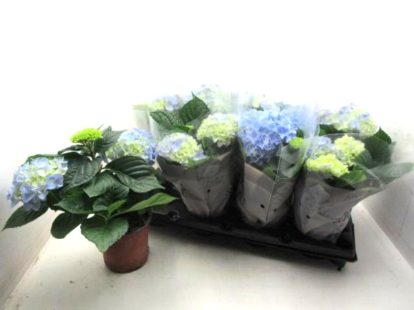 Hydrangea macr. blau