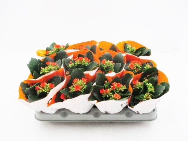Mini Kalanchoe orange ungefüllt