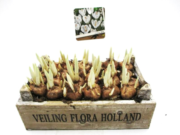 Crocus in Holzkiste "Veiling"