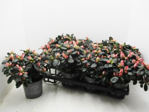 Azaleen 17-20 cm orange-weiß