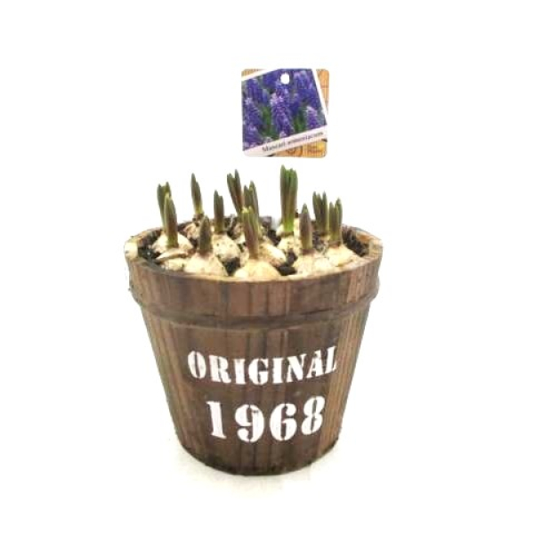 Muscari in Holztopf rund "Original 1968"