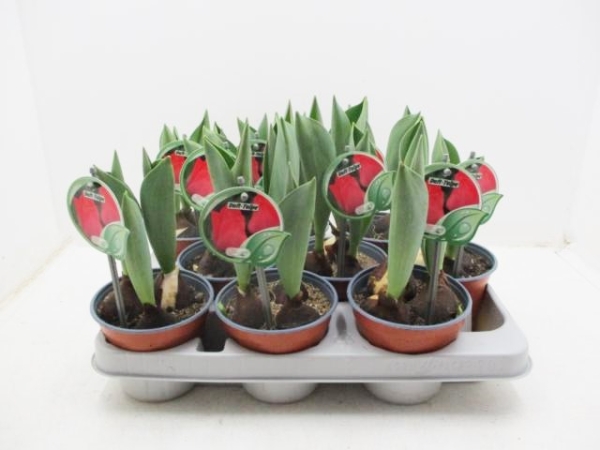 Tulpe "Duft" rot