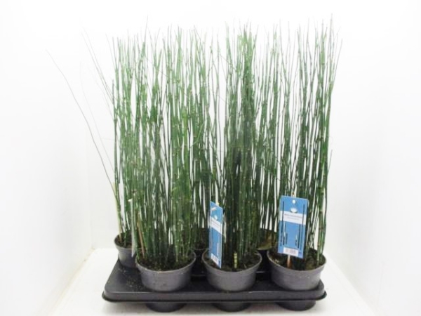 Equisetum hyemale