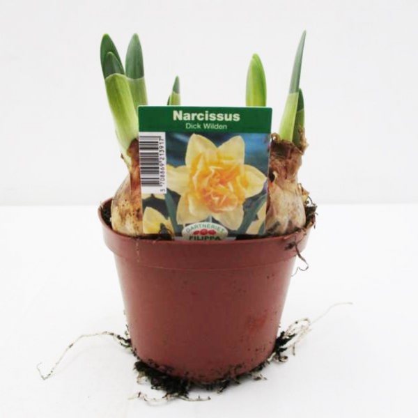 Narcissus  "Dick Wilden"