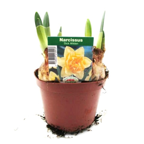 Narcissus  "Dick Wilden"