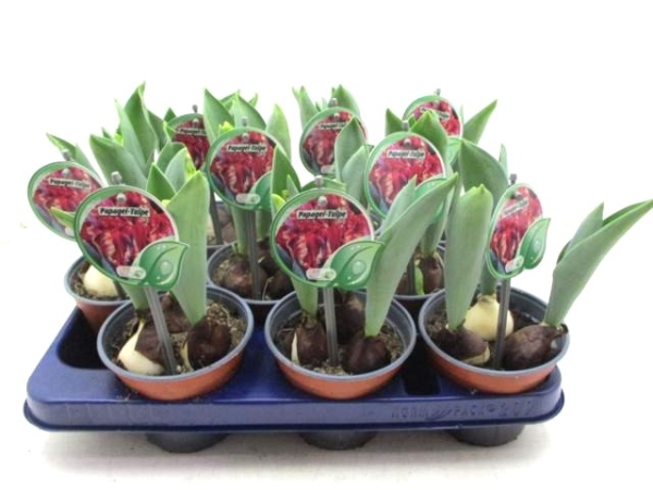 Tulpe "Papagei" rot