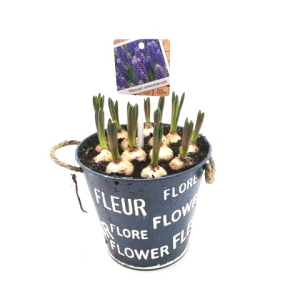 Muscari in Blechtopf "Fleur"