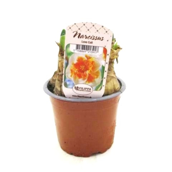 Narcissus  "Love Call"