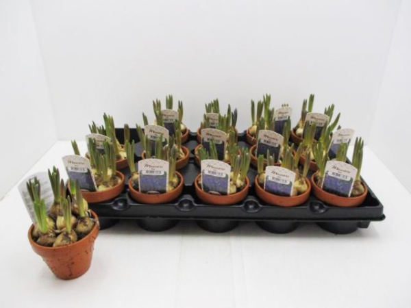 Muscari blau in Tontopf