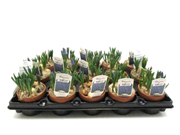 Muscari blau in Tontopf