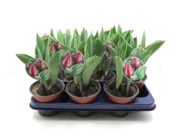 Tulpe "Tiumph" pink-weiß