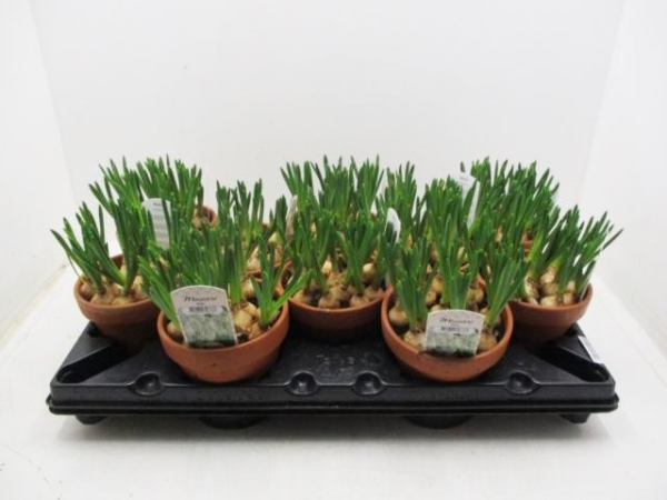 Muscari weiß in Tontopf