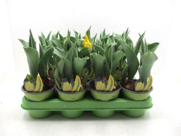 Tulpe  gelb "Kikomachi"